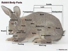 the rabbit's body parts are labeled in this diagram