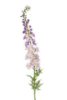 purple and white flowers are in a vase