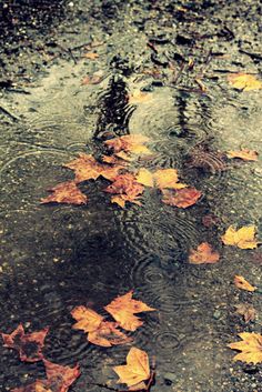 an image of leaves floating on the ground in the rain, with caption that reads rainy day in city rainy day in the city