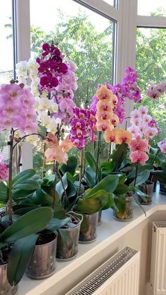 several potted orchids on a window sill