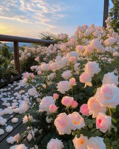 pink and white roses are blooming on a balcony overlooking the ocean at sunset or dawn