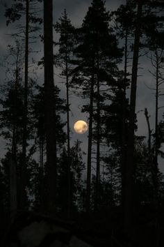 the moon is seen through the trees in black and white photograph, with only one light on