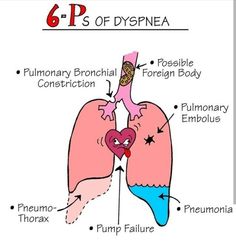 the anatomy of the human body and its major organs, including the livers, lungs,