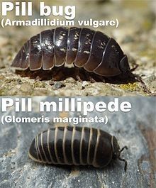 an image of a caterpillar on the ground with caption in english and spanish