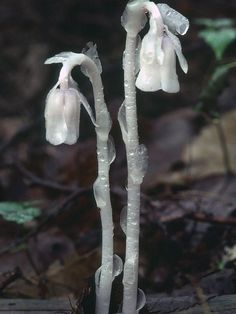 two white flowers that are on the ground