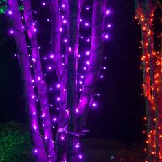 two lighted trees in the dark with purple lights