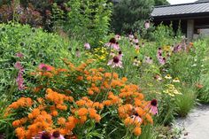 an assortment of colorful flowers in a garden