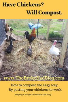 chickens are eating hay in their coop with the words, how do chickens have chickens? will