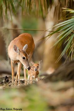 an adult deer and its baby are standing in the grass near some palm tree branches