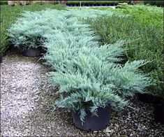 Grey Owl Juniper, Grey Owl, Front Garden Design, Front Landscaping, Planting Shrubs, Evergreen Plants, Front House Landscaping, Evergreen Shrubs, House Landscape