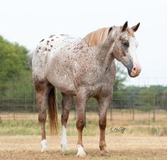 a white and brown horse standing on top of a dry grass field