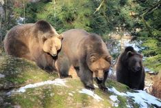 two brown bears standing on top of a snow covered hill