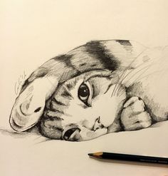 a pencil drawing of a cat laying down