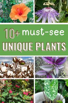 These rare flowers and unique plants will stand out in any garden! Here are some exquisite pictures of uncommon and fabulous flowers that inspire. Dive into the rare flower aesthetic and find unique flowers to elevate your space!