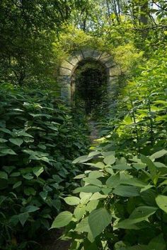 a tunnel in the woods with lots of green plants