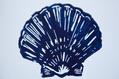 a blue scallop is shown against a white background with lines drawn on it