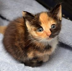 a small kitten sitting on top of a towel