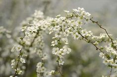 small white flowers are blooming on a tree