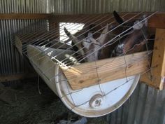 two goats are in a caged area with metal bars and wires on the sides