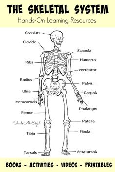 the skeletal system worksheet with text and pictures for kids to learn how to use it