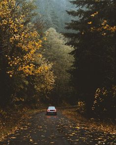 a car driving down a road surrounded by trees and leaves in the fall time,