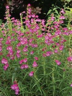 pink flowers are blooming in the garden