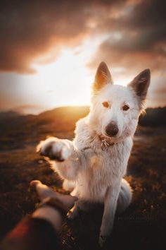 a white dog sitting on top of a grass covered field