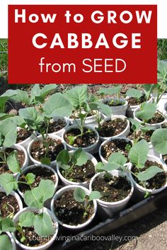 how to grow cabbage from seed in containers with text overlay reading how to grow cabbage from seed