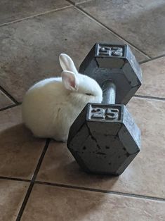 a white rat sitting next to two dumbs on the floor with numbers painted on them