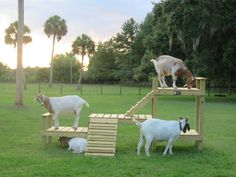 goats and goats are standing on wooden platforms in the grass