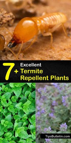 an image of termite and repellent plants with the title 7 excellent termite repellent plants