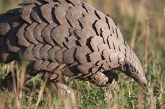 an armadile walking in the grass with it's foot on the ground