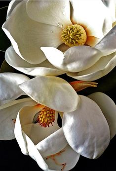 two white flowers with yellow stamens are in the middle of a black background