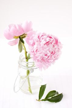 two pink flowers are in a glass jar