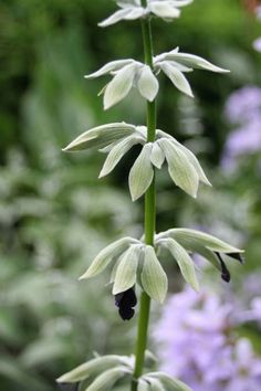 a close up of a flower with many flowers in the background