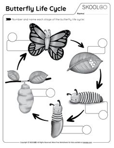 an insect life cycle worksheet for kids to learn how to tell the story