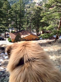 the back end of a dog's head in front of a house and trees