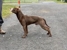 a brown dog standing on top of a gravel road