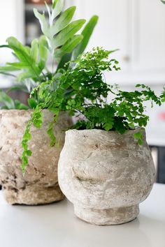 two potted plants sitting on top of a table