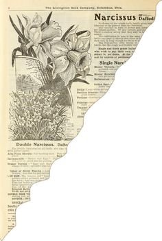 an old newspaper page with flowers in the center and words below it that read narcissus battered