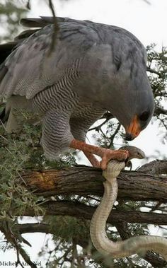 a bird perched on top of a tree branch with a snake in it's mouth