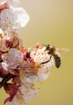 a bee is flying near some white and pink flowers