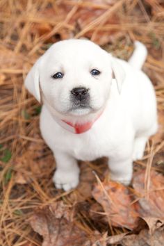 a small white puppy standing on top of dry grass and fallen leaves in front of the camera