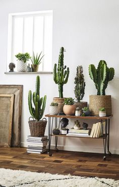 several potted plants are arranged on a shelf in front of a window and rug