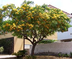 a tree with yellow flowers in front of a house