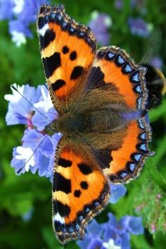 an orange and black butterfly sitting on top of purple flowers