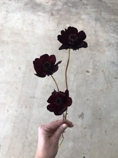 a person holding three flowers in their hand