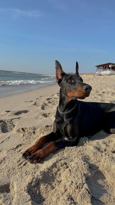 a black and brown dog laying on top of a sandy beach