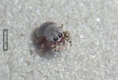 a close up of a small spider on the ground with white sand in the background