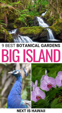 the best botanical gardens in big island, next to a waterfall and trees with purple flowers